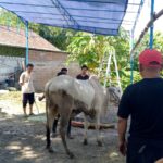 Semangat Kebersamaan Warnai Penyembelihan Hewan Kurban di Musala Arrifai Bantul