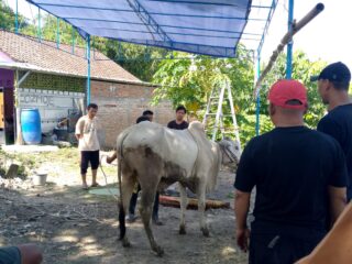 Semangat Kebersamaan Warnai Penyembelihan Hewan Kurban di Musala Arrifai Bantul