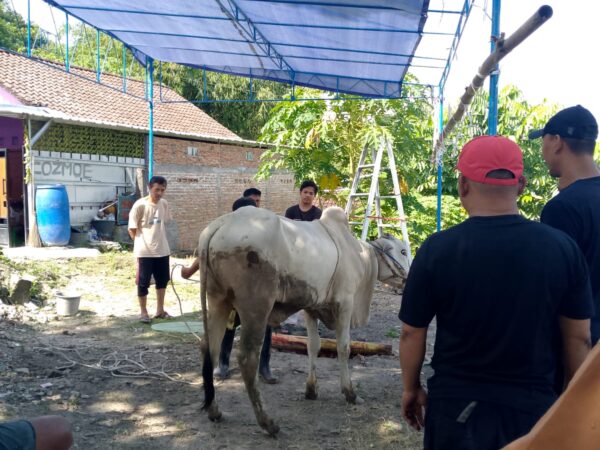 Semangat Kebersamaan Warnai Penyembelihan Hewan Kurban di Musala Arrifai Bantul