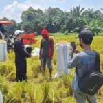 Pantau Hasil Panen Padi di Luwu Timur, Pemerintah Desa Lambara Harapan Berharap Harga Gabah Tetap Konsisten