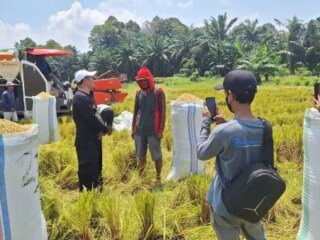 Pantau Hasil Panen Padi di Luwu Timur, Pemerintah Desa Lambara Harapan Berharap Harga Gabah Tetap Konsisten