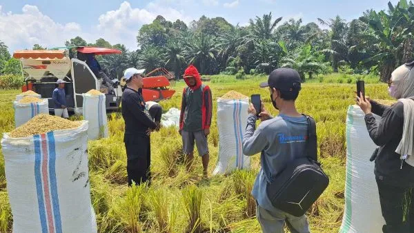 Pantau Hasil Panen Padi di Luwu Timur, Pemerintah Desa Lambara Harapan Berharap Harga Gabah Tetap Konsisten